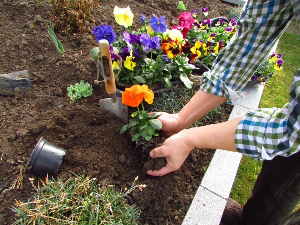 Anpflanzung (Bild: © Osterland – stock.adobe.com) Stiefmütterchen werden in die Erde gepflanzt