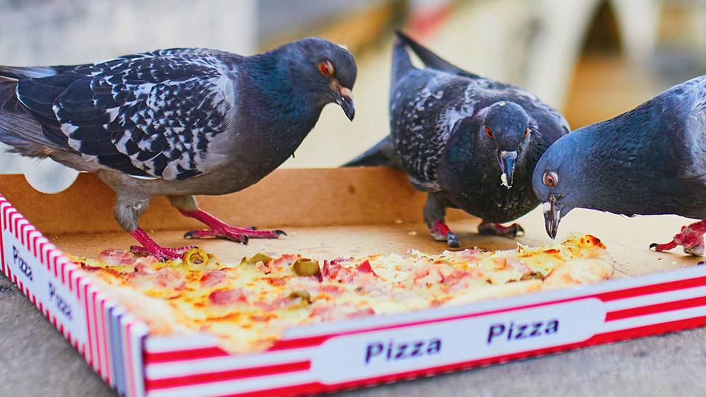 3 Tauben fressen Pizza auf einer Pappkiste