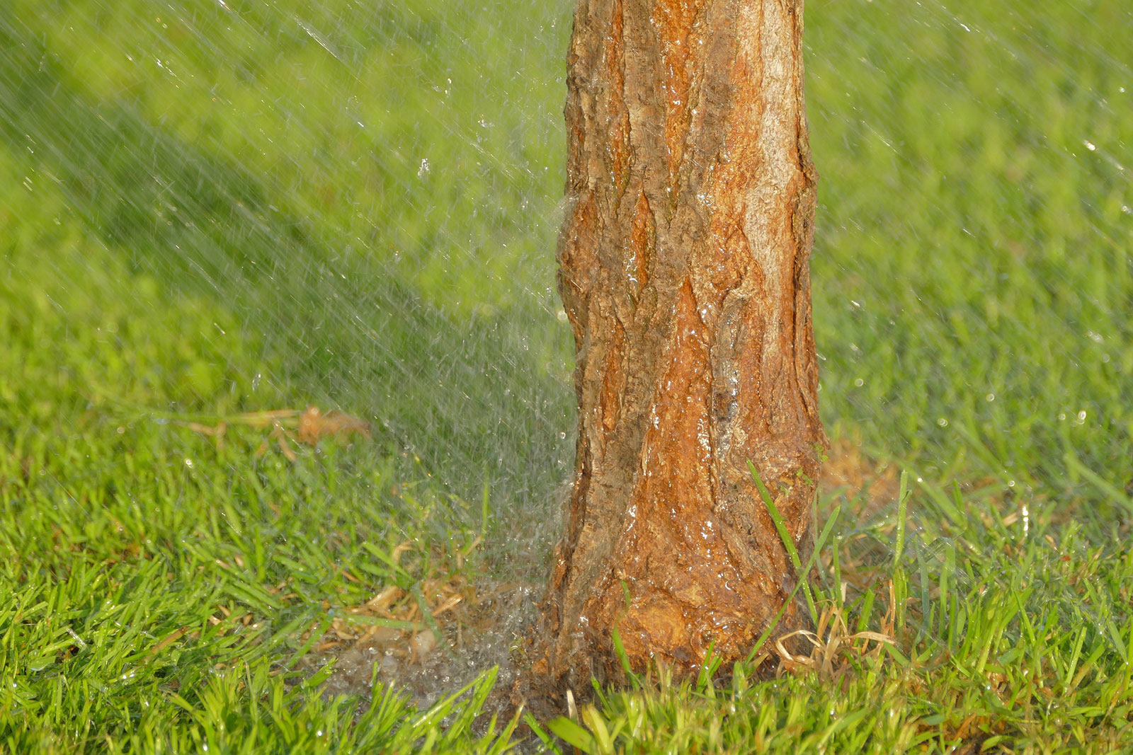Baum wird gegossen